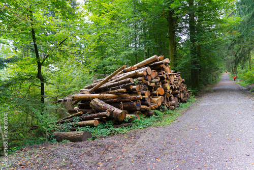 Wallpaper Mural Heap of tree trunks in the woods on a cloudy autumn day at Swiss City of Zürich. Photo taken October 2nd, 2024, Zurich, Switzerland. Torontodigital.ca