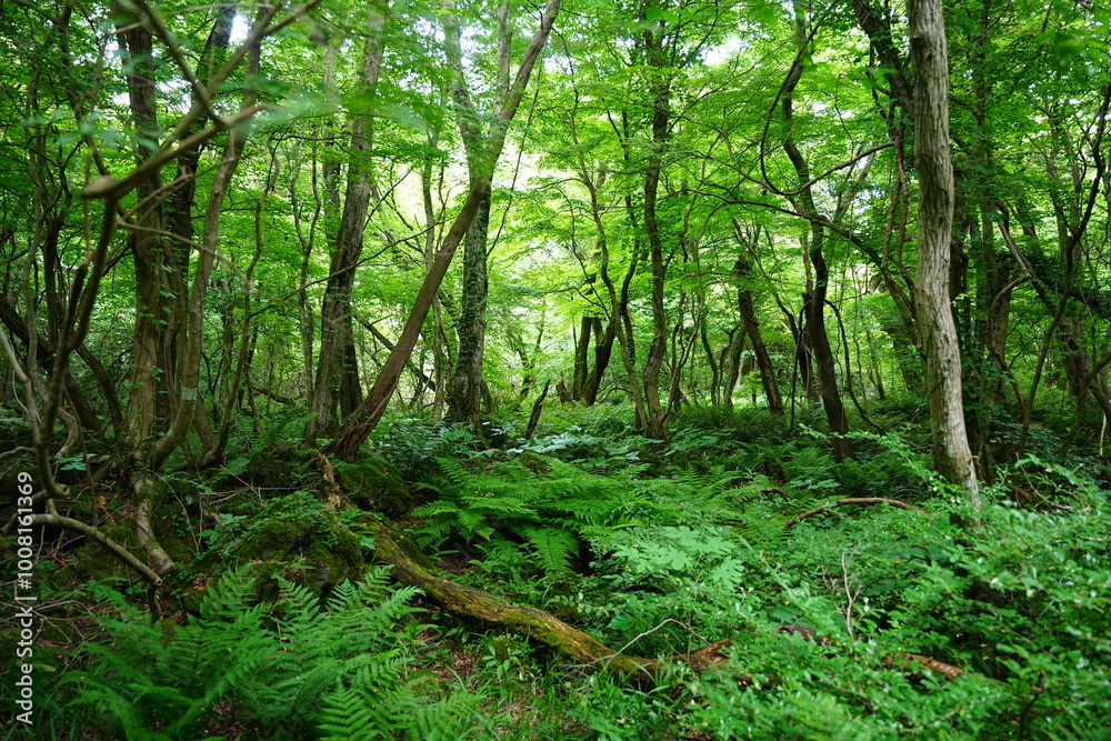 Fototapeta premium dense ferns in spring forest
