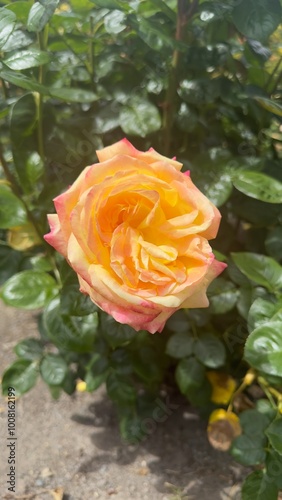 Macro Close Up on Yellow, Orange, Pink rose flower in an English garden in Christchurch New Zealand