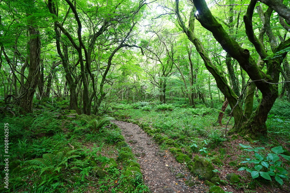 mossy old trees and fresh ferns in spring forest mossy old trees and fresh ferns in spring forest