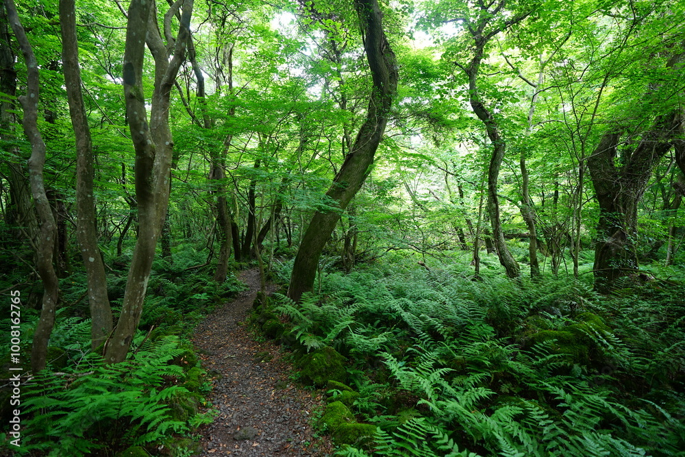 fine path through refreshing spring forest fine path through refreshing spring forest