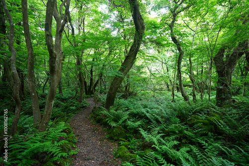 fine path through refreshing spring forest