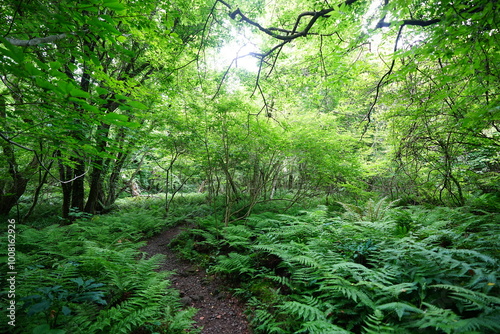 dense ferns in spring forest