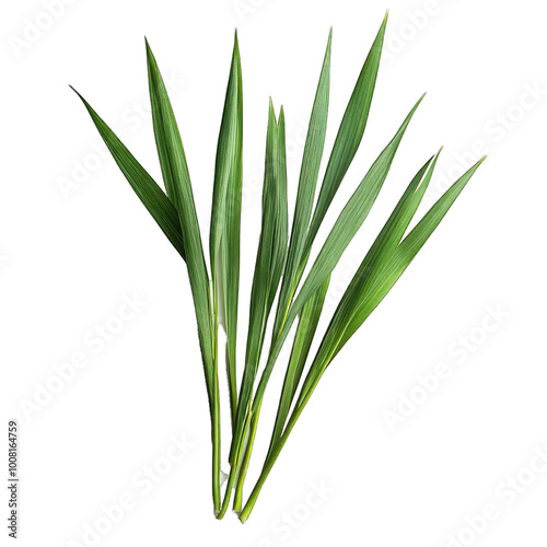 Close. Up of Fresh Green Grass Blades, Nature. Isolated on a Transparent Background. Cutout PNG.