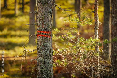 A pine tree in a sunlit forest is marked with two bold red lines, indicating it for logging. The bark and surrounding moss-covered branches are illuminated by warm natural light photo