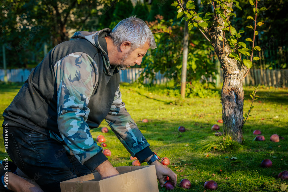 A man kneels on the grass, carefully picking up apples from the ground and placing them into a cardboard box. Dressed in a camo hoodie, he works in the peaceful surroundings of a sunlit orchard. A man kneels on the grass, carefully picking up apples from the ground and placing them into a cardboard box. Dressed in a camo hoodie, he works in the peaceful surroundings of a sunlit orchard.