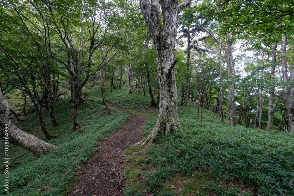 Obraz premium Hiking on Mountain Daibosatsu in Japan