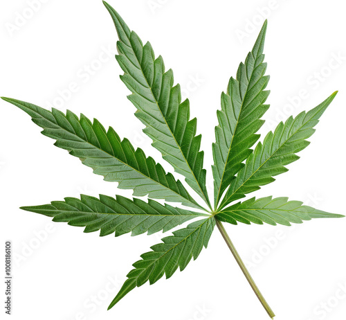 Green Cannabis Leaf photo