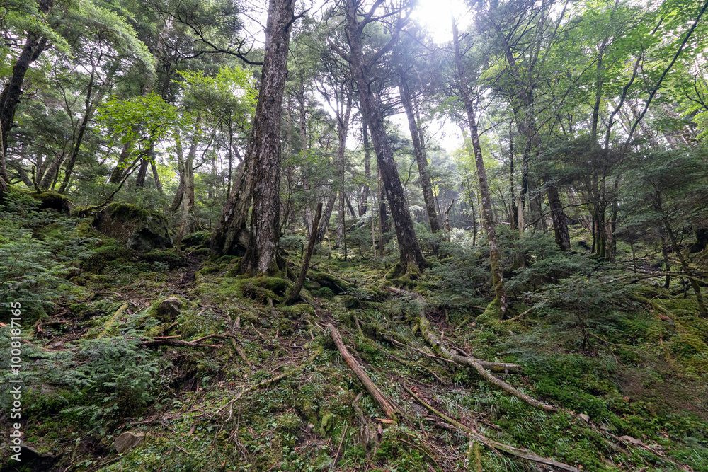 Obraz premium Hiking on Mountain Daibosatsu in Japan