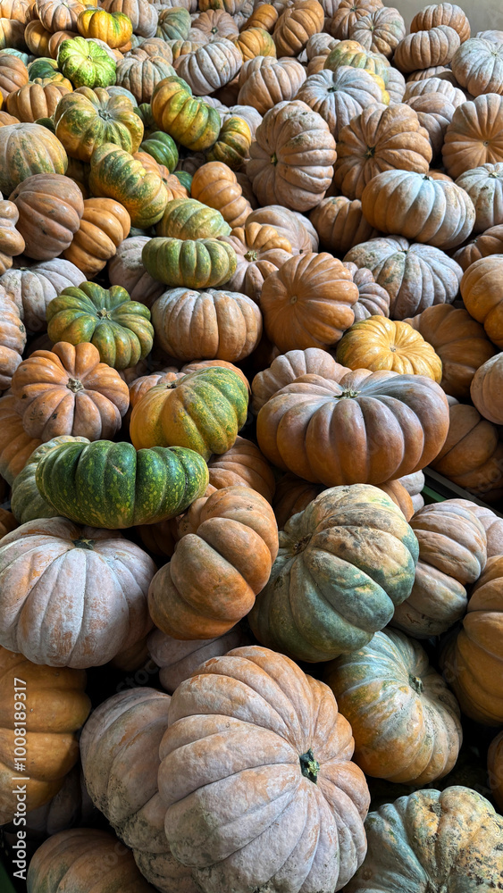 Freshly picked pumpkins ready to be sold for eating or for Halloween Freshly picked pumpkins ready to be sold for eating or for Halloween