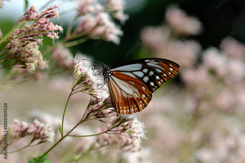 Fototapeta premium フジバカマの花の蜜を吸うアサギマダラ