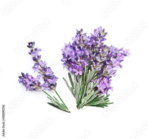 Lavender flower