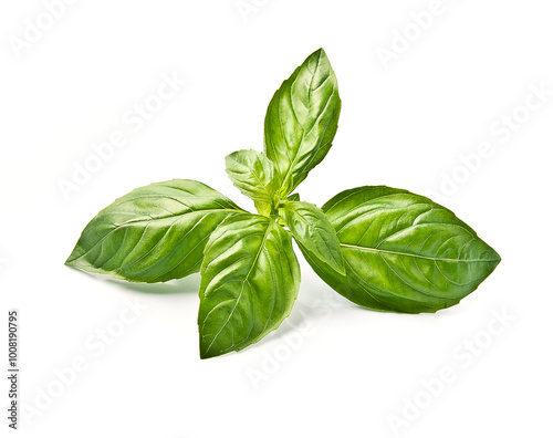 Fresh basil leaves