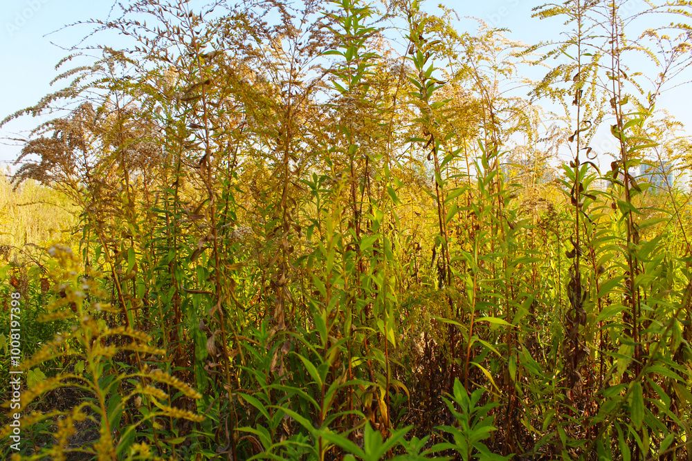 natural background of wild flowers and grass natural background of wild flowers and grass