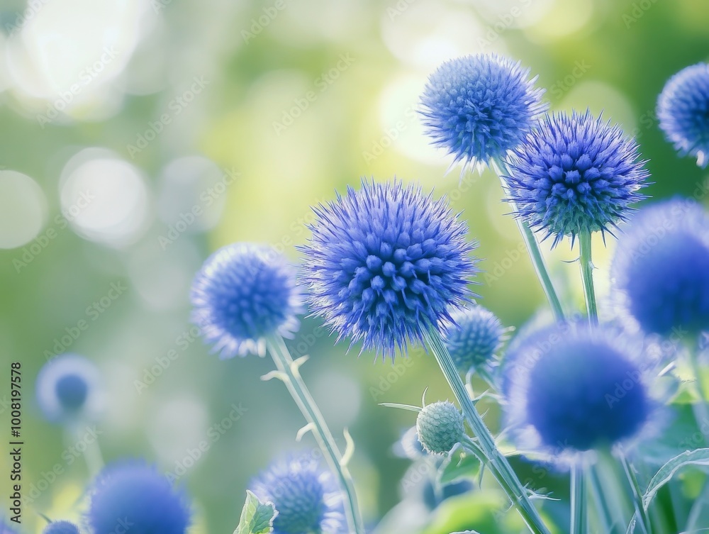 2408 61.A cluster of vibrant blue globe thistles in full bloom, their spiky round flowers contrasting against the green foliage in a sunny garden. The sharp detail of the blossoms and the soft 2408 61.A cluster of vibrant blue globe thistles in full bloom, their spiky round flowers contrasting against the green foliage in a sunny garden. The sharp detail of the blossoms and the soft
