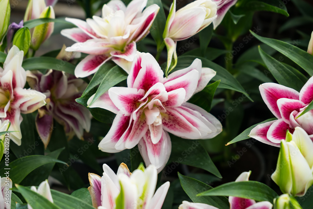 Vibrant Elegance: A Close-Up of Pink and White Stargazer Lilies Vibrant Elegance: A Close-Up of Pink and White Stargazer Lilies