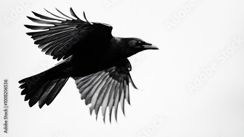 A black bird flying through the air with its wings spread