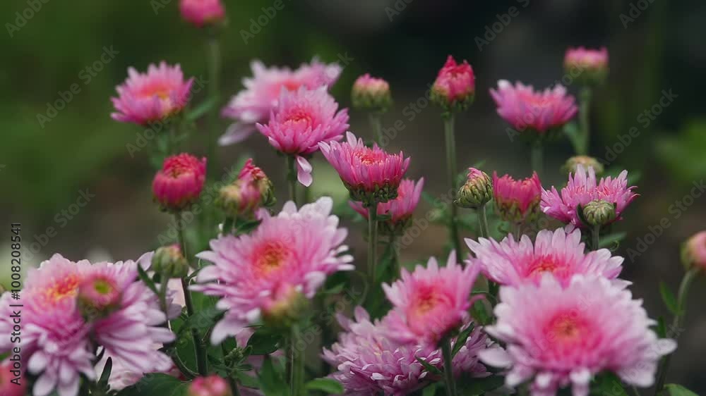 Chrysanthemums sway in the wind. Autumn flowers in the garden. Close-up view of vibrant pink flowers in bloom with a soft-focus green background. Chrysanthemums sway in the wind. Autumn flowers in the garden. Close-up view of vibrant pink flowers in bloom with a soft-focus green background.