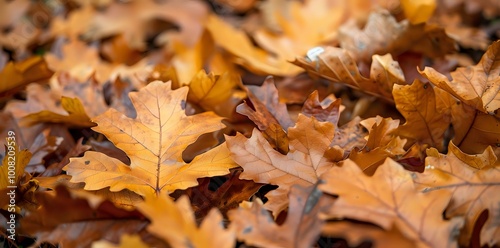 A close-up of autumn leaves covering the ground in warm orange and brown hues.