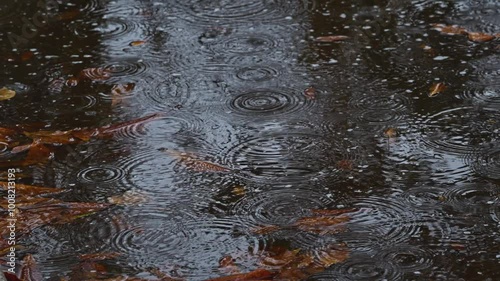 Autumn rainy day, rain drizzle in a pond filled with dry chestnut leaves, 120 fps 4K slow motion