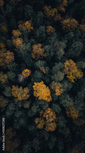 autumn leaves on the water