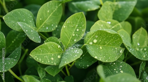 Green soybean leaves are glistening with raindrops in a field. photo