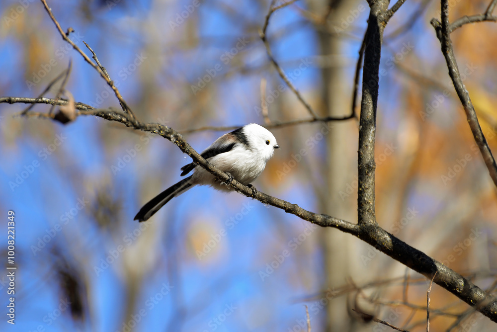black backed shrike black backed shrike