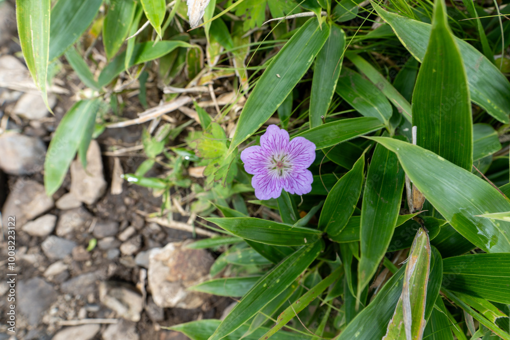 Purple flower on Mountain Daibosatsu in Japan Purple flower on Mountain Daibosatsu in Japan