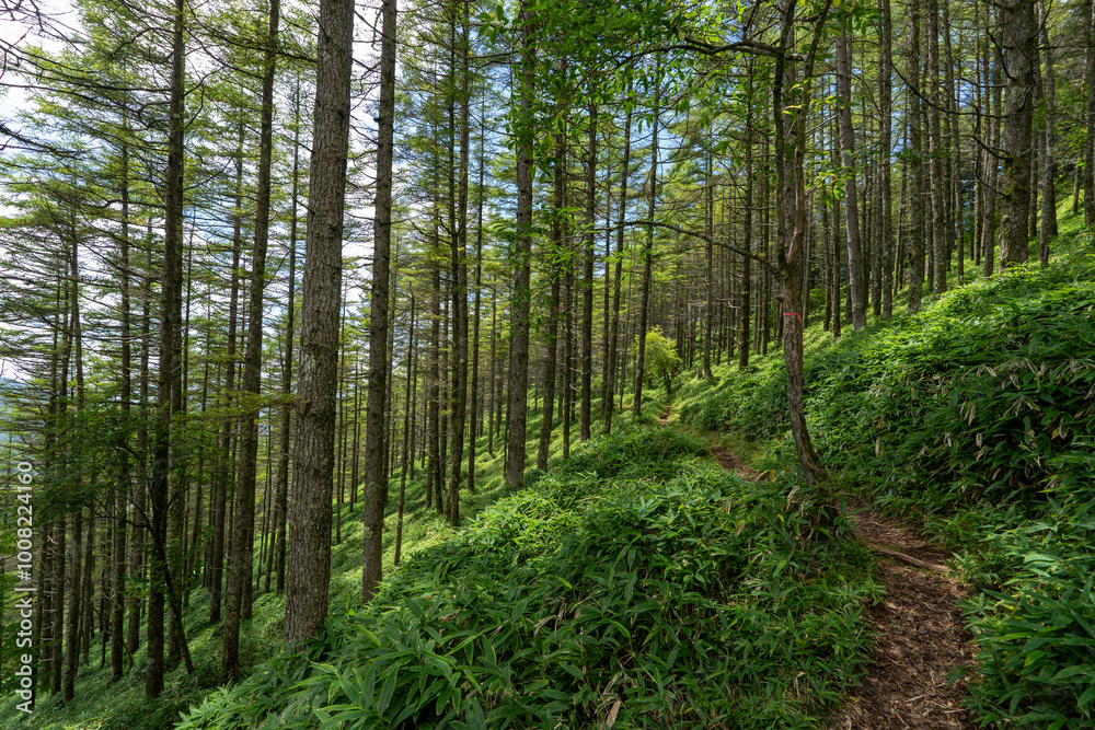Obraz premium Hiking on Mountain Daibosatsu in Japan