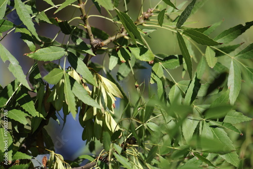 Fraxinus angustifolia, the narrow-leaved ash, is a species of Fraxinus  photo