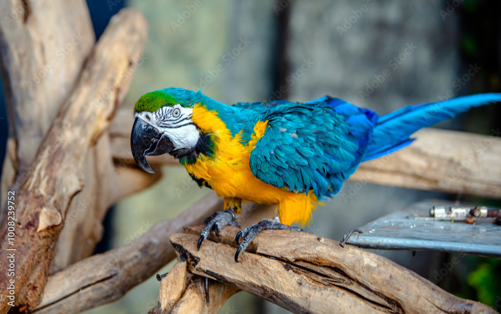 Military Macaw sitting on a branch at the zoo
Military Macaw sitting on a branch at the zoo