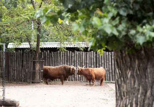 Two Highland cattle stand close together in outdoor area, surrounded by trees and rustic wooden fence