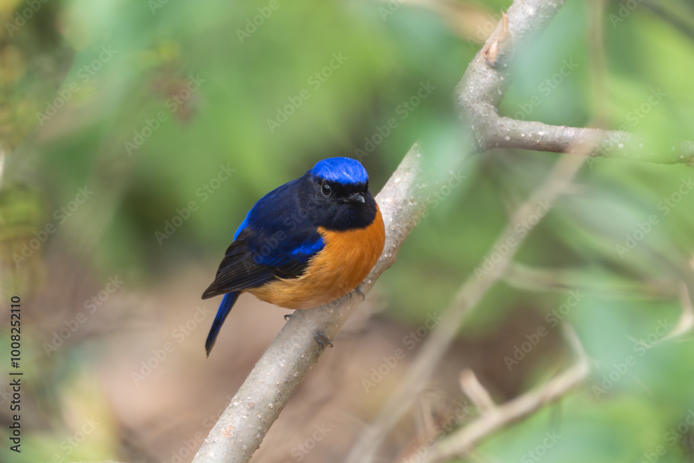 Fototapeta premium Rufous-bellied Niltava (Niltava sundara) perched on a tree branch. The Rufous-bellied Niltava is a striking bird with vivid blue and orange plumage, found in forests across South and Southeast Asia.