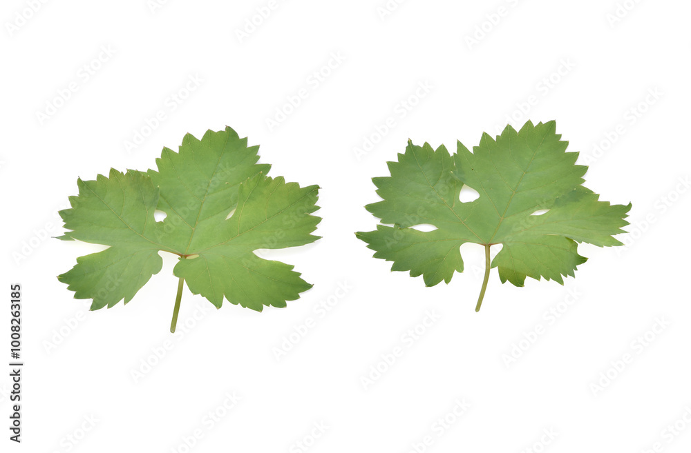 Grape leaf isolated on white background Grape leaf isolated on white background