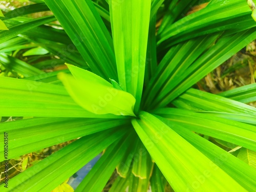 Pandanus amaryllifolius green leaf background. Foliage background. Nature. Natural fresh scenery. Pandan wangi in Indonesian called is a type of monocotyledonous plant from the Pandanaceae family.