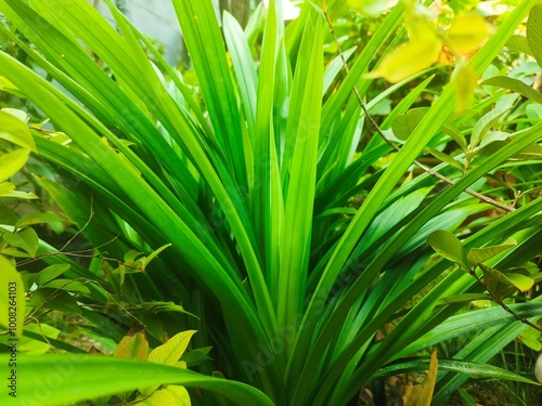 Pandanus amaryllifolius green leaf background. Foliage background. Nature. Natural fresh scenery. Pandan wangi in Indonesian called is a type of monocotyledonous plant from the Pandanaceae family.