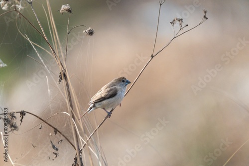 Indian Silverbill (Euodice malabarica) close-up. The Indian Silverbill is a small, social finch with a silver-gray bill, found in dry grasslands and scrub across South Asia. photo