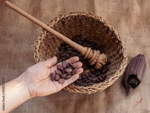Dried cacao beans in hand and in basket, old chocolate making tool and cacao fruit 