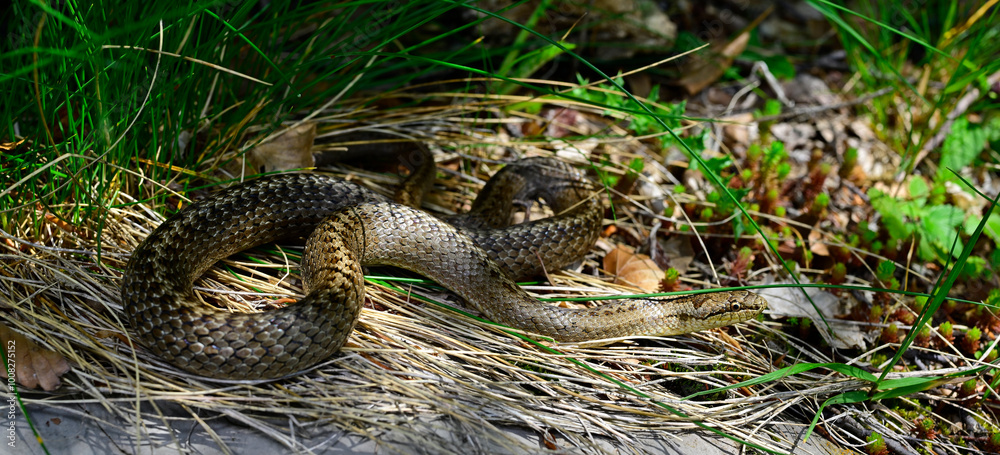 Fototapeta premium Smooth snake // Schlingnatter (Coronella austriaca) - Durmitor National Park, Montenegro