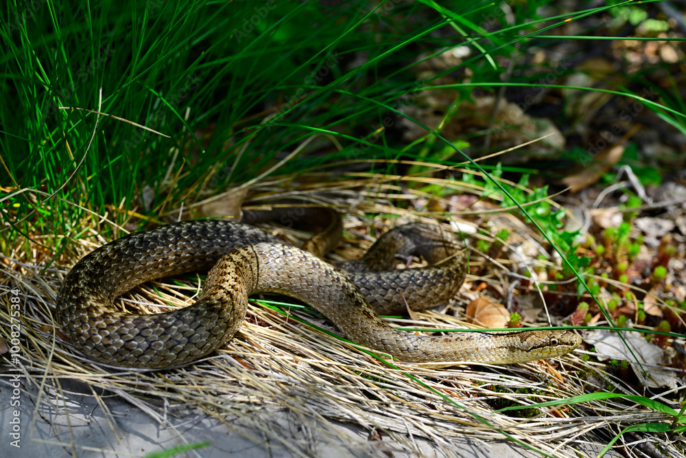 Naklejka premium Schlingnatter // Smooth snake (Coronella austriaca)