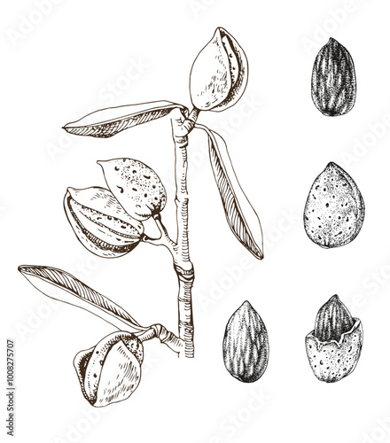 Almond tree branch with ripe nuts and leaves