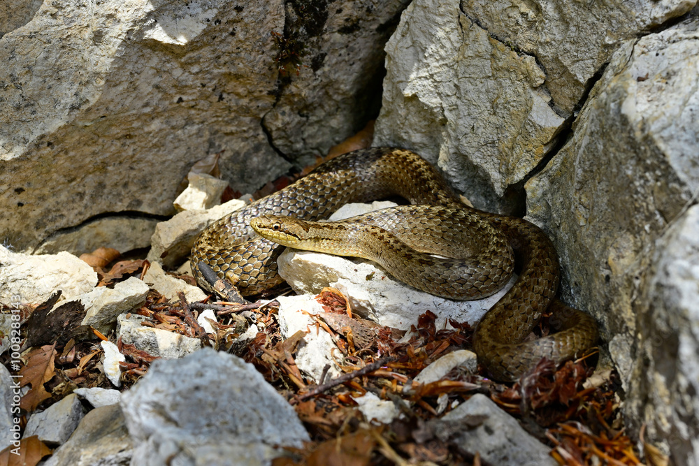 Naklejka premium Schlingnatter // Smooth snake (Coronella austriaca) - Nationalpark Durmitor, Montenegro