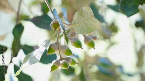 Acorn close-up on tree branch.
