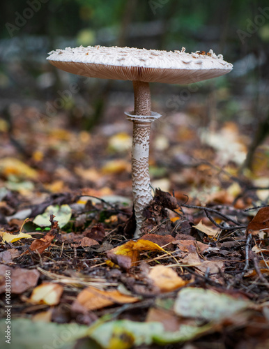 emerging parasol mushrooms growing out of the grass in Autumn - macrolepiota procera mushroom