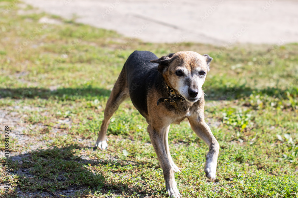 A small brown and black dog is currently standing proudly in the grass A small brown and black dog is currently standing proudly in the grass