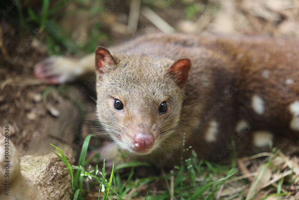 Close up image of a Tiger Quoll. Australian marsupial. Close up image of a Tiger Quoll. Australian marsupial.