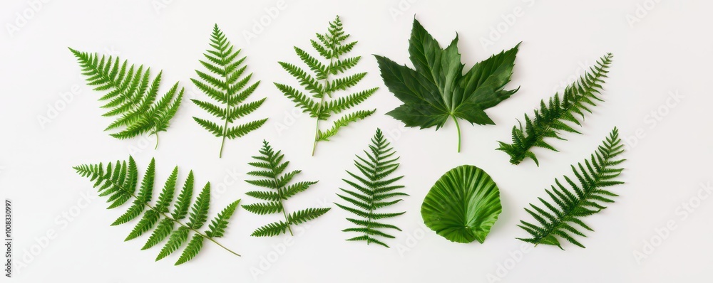 A variety of green leaves and ferns arranged on a white surface, showcasing diverse shapes and textures.