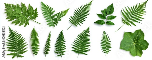 A collection of various green leaves and ferns, showcasing different shapes and sizes against a white background.