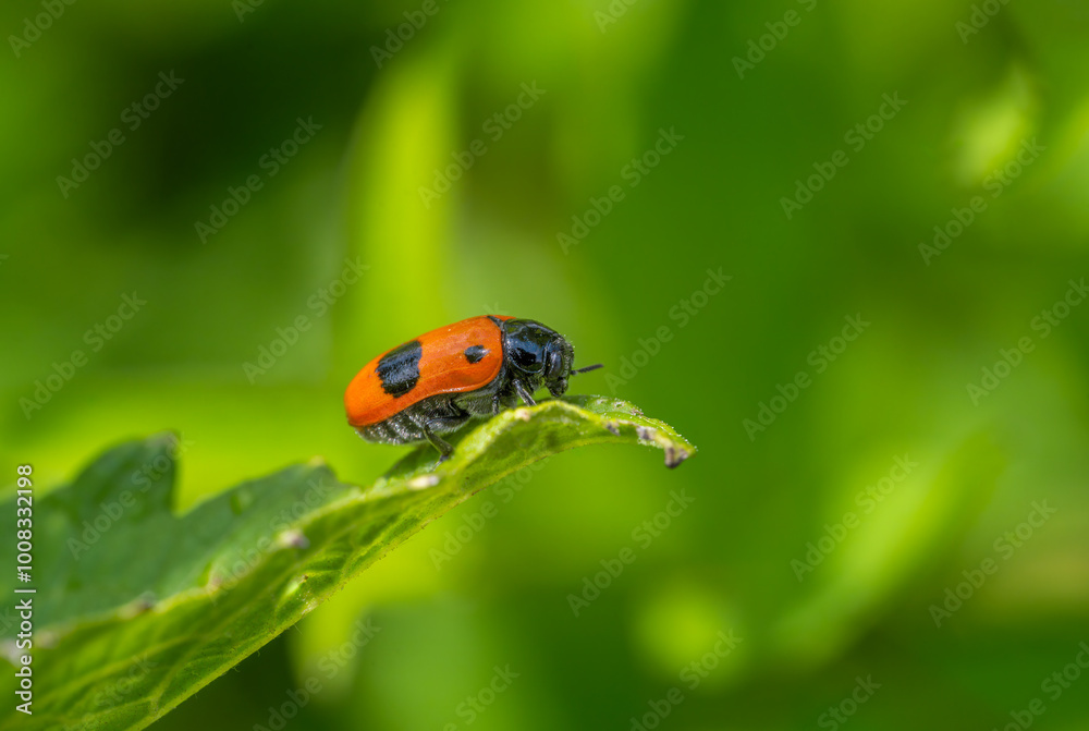 Obraz premium Ladybug crawling on a green leaf