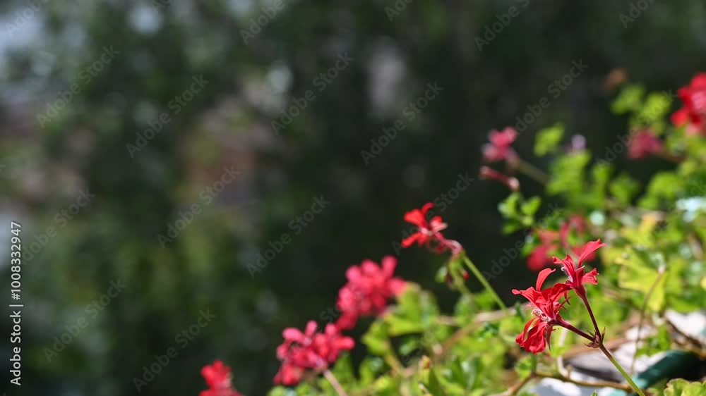 Close-up of Red Geranium Flowers in Sunlight Close-up of Red Geranium Flowers in Sunlight
